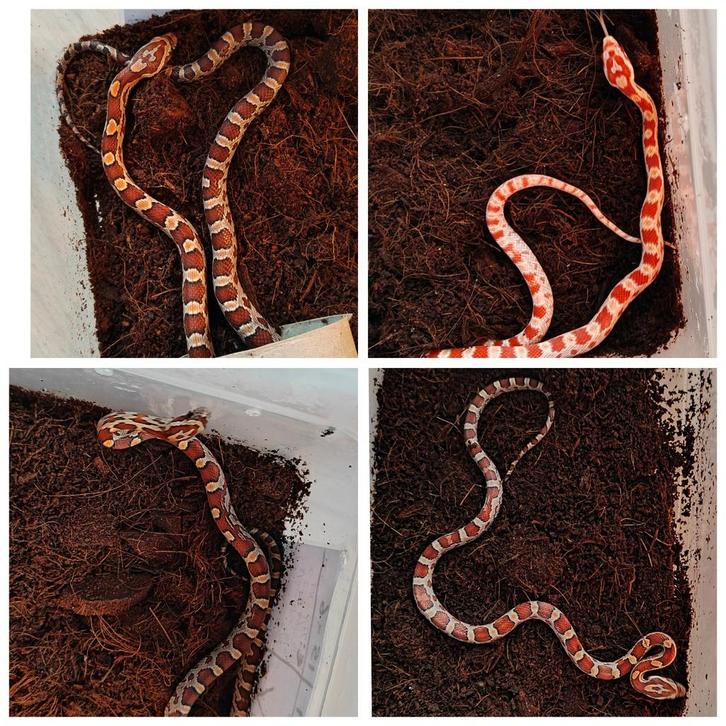 4 jonge rattenslang vrouwen nakweek 2025