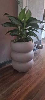 Elho plantenbak amber met plant, Tuin en Terras, Ophalen, Kunststof, Rond, Zo goed als nieuw