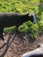Zwartbles schapen, Dieren en Toebehoren, Schapen, Geiten en Varkens, Vrouwelijk, Schaap