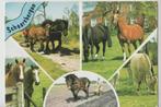 Schaarsbergen 5 luik Paarden Gelopen 1970, Verzenden, 1960 tot 1980, Gelopen, Gelderland