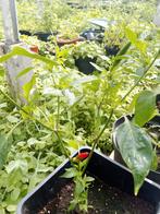 Thaise Demon Pepper Red, Ophalen