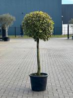 Quercus ilex / steeneik, Tuin en Terras, Ophalen, In pot, Bolboom, 100 tot 250 cm