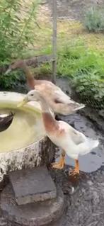 Leuke mooie loopeenden. 2 woerden., Dieren en Toebehoren, Pluimvee, Mannelijk, Eend
