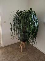 Olifantspoot, Ophalen, 100 tot 150 cm, Overige soorten, In pot