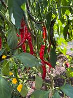 Spaanse peper zaad, Ophalen of Verzenden, Volle zon