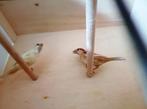 Huismussen, Dieren en Toebehoren, Meerdere dieren