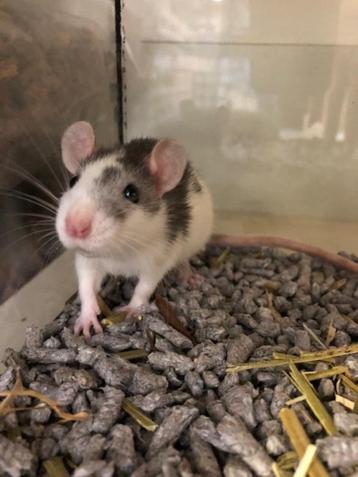 Ratjes beschikbaar voor biedingen