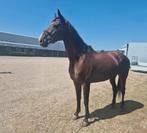 Super brave dressuur merrie te koop!, Dieren en Toebehoren, Paarden, Merrie, Dressuurpaard