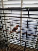 Harlekijn man, Dieren en Toebehoren, Mannelijk, Postuurkanarie