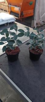 olijfwilg (Elaeagnus ebbingei, Vaste plant, Bloeit niet, Halfschaduw, Ophalen