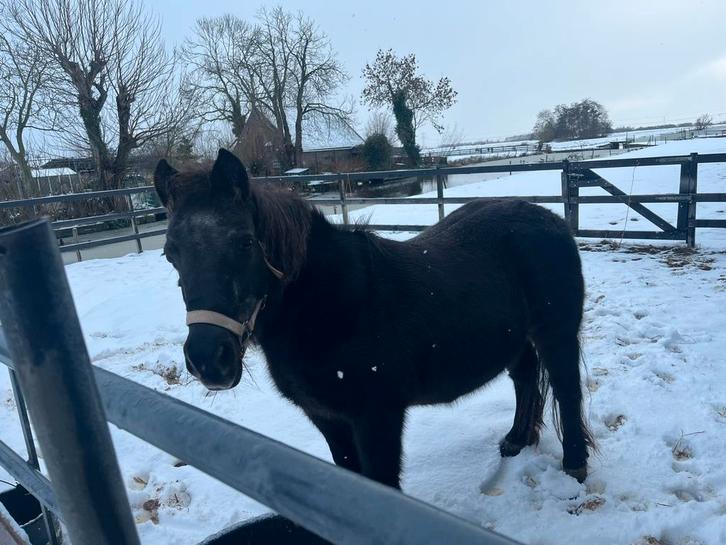 Shetlander, Dieren en Toebehoren, Pony's, Merrie, Niet van toepassing, A pony (tot 1.17m), Recreatiepony, 11 jaar of ouder