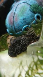 Ancistrus koppeltje, Dieren en Toebehoren, Vis