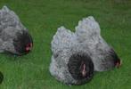 Te koop grote blauwe orpington hennen 1 zwart 1 goudzwart, Dieren en Toebehoren, Pluimvee, Vrouwelijk, Kip