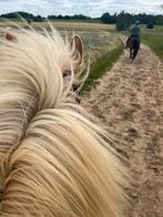 Pensionstalling vrij aan het bos, Weidegang, 1 paard of pony