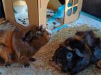 2 nieuwsgierige cavia's zoeken een nieuw thuis, Dieren en Toebehoren, Knaagdieren, Cavia, Mannelijk, December, Tam
