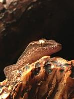 Jonge rouwgekko (Lepidodactylus lugubris), Dieren en Toebehoren, Reptielen en Amfibieën, Hagedis, 0 tot 2 jaar