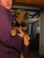 Jack russel pups brown and tan., Dieren en Toebehoren, Honden | Niet-rashonden, Rabiës (hondsdolheid), 8 tot 15 weken, Meerdere