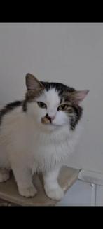 Schattig poesje beseh, Dieren en Toebehoren, Katten en Kittens | Dekkaters