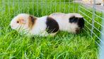 Cavia 2 stuks vrouwtjes, Dieren en Toebehoren, Knaagdieren, Cavia, Juni, Vrouwelijk, Tam