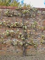 Vormsnoei fruit leibomen en espalier (leifruit, lei fruit), Ophalen of Verzenden, Minder dan 100 cm, Appelboom, Lente