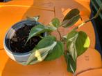philodendron silver stripe, Ophalen, Overige soorten, Minder dan 100 cm