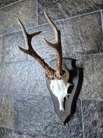 Mooie Groot Ree Gewei Zes Ender Jacht Mancave Landelijk f79, Ophalen of Verzenden, Zo goed als nieuw, Hert, Gewei of Kop