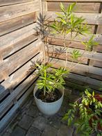 Oleander, Tuin en Terras, Planten | Bomen, Ophalen of Verzenden, Overige soorten, Minder dan 100 cm