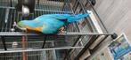 Papagaj, Dieren en Toebehoren, Vogels | Parkieten en Papegaaien