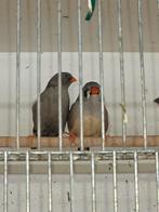 charcoal zebravinken, Dieren en Toebehoren, Vogels | Overige Vogels, Meerdere dieren