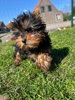 Yorkshire terrier pups, Dieren en Toebehoren, Honden | Jack Russells en Terriërs, Yorkshire Terriër, Rabiës (hondsdolheid), 15 weken tot 1 jaar