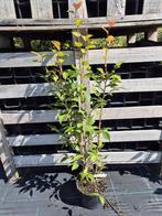 Camelia Spring Festival ca. 150 cm hoog, Ophalen of Verzenden, Overige soorten, Struik, 100 tot 250 cm