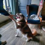 Aanhankelijke husky reu van 4 jaar zoekt een nieuw huis., Dieren en Toebehoren, Reu, CDV (hondenziekte), Poolhond, Meerdere