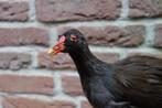 Prachtig opgezet mannetjes waterhoentje op stronk, Ophalen of Verzenden, Zo goed als nieuw, Vogel, Opgezet dier