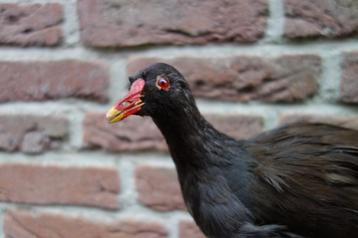 Prachtig opgezet mannetjes waterhoentje op stronk beschikbaar voor biedingen