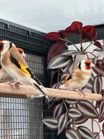 Majoor putter koppel, Meerdere dieren, Wildzangvogel