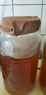 Scoby kombucha, Ophalen