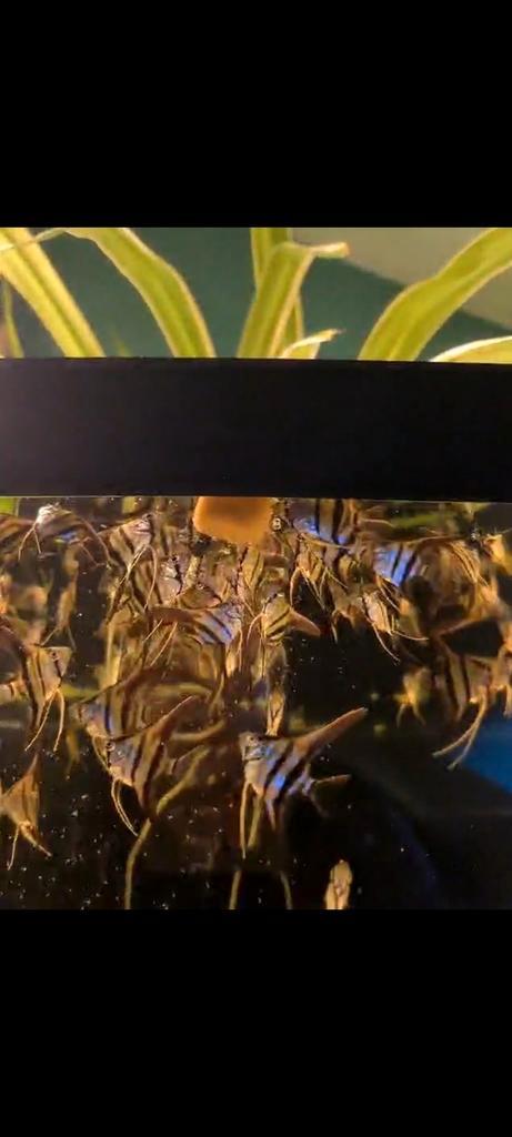 Maanvissen redbacks, Dieren en Toebehoren, Vissen | Aquariumvissen, Vis