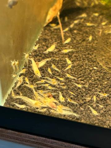 White pearl snowbal neocaridina garnalen beschikbaar voor biedingen