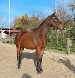 Super lieve talentvolle 2,5 jarige merrie, Dieren en Toebehoren, Merrie, Gechipt, Dressuurpaard, 0 tot 2 jaar