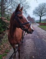 Super brave vos, Dieren en Toebehoren, Paarden, Merrie, Gechipt, 160 tot 165 cm, 11 jaar of ouder