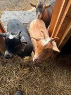 Te koop 4 Dwergeiten, Dieren en Toebehoren, Vrouwelijk, Geit