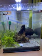 Compleet ingedraaid aquarium incl: bloody mary garnalen, Dieren en Toebehoren, Vissen | Aquaria en Toebehoren, Ophalen, Zo goed als nieuw