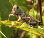 Gezocht : Sprinkhanen, Dieren en Toebehoren, Insecten en Spinnen, Sprinkhaan of Krekel