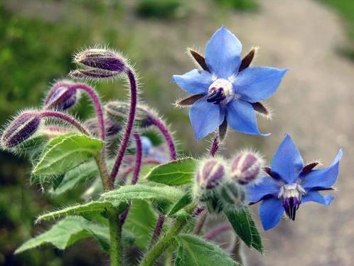 Stek / zaailing Komkommerkruid / bijenplant, Tuin en Terras, Planten | Tuinplanten, Eenjarig, Overige soorten, Volle zon, Zomer