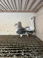 Koppel duiven te koop, Dieren en Toebehoren, Vogels | Duiven, Meerdere dieren, Overige soorten