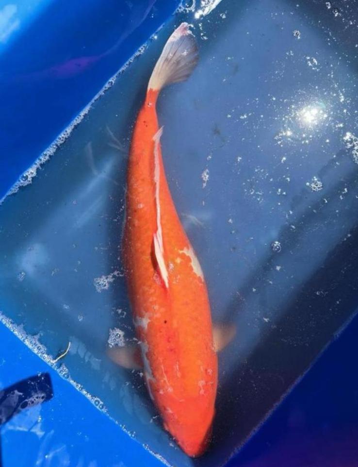 Japanse Koi Kohaku, Dieren en Toebehoren, Vissen | Vijvervissen, Karper of Koi
