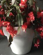 Leuke grote dikke terracotta bloempot 28cm voor binnen, Tuin en Terras, Bloempotten, Rond, Binnen, Ophalen of Verzenden, Zo goed als nieuw