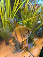 2 mooie en gezonde maanvissen, Dieren en Toebehoren, Vissen | Aquariumvissen, Vis