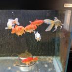 7 goudvissen, Dieren en Toebehoren, Vissen | Vijvervissen