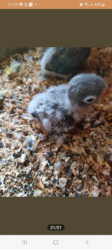 Baby dwergpapagaaien voor handtam  beschikbaar voor biedingen
